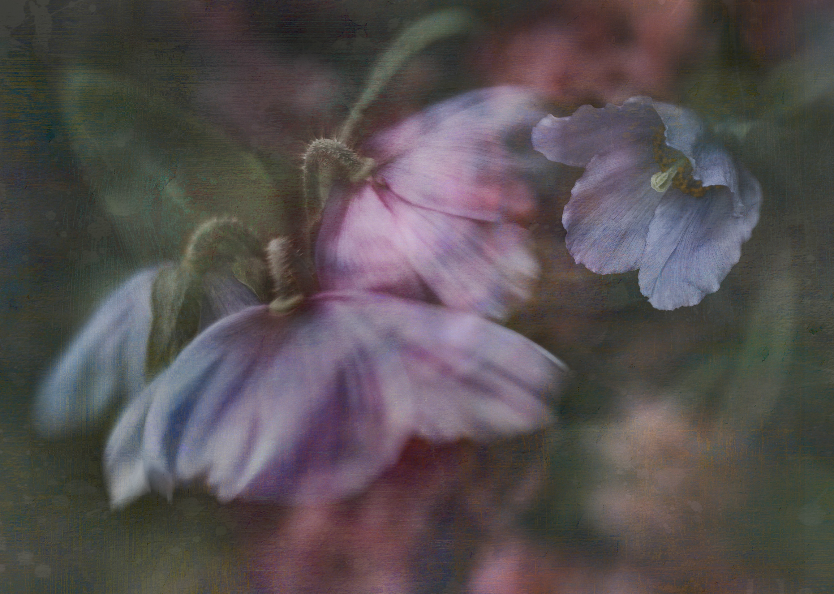 2nd PrizeCreative Artistry In Class 3 By Deb Payette For Softness Multi Exp APR-2026.jpg